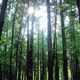 Image for article titled Here's How Trees Can Be Sources Of Pollution (And How They Can Stop)